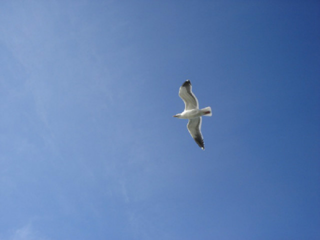 white-bird-flying.jpg