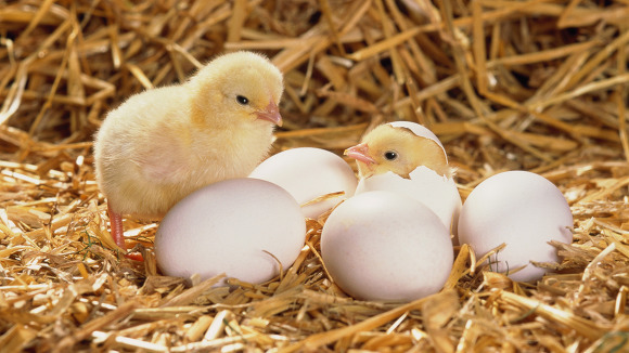 chicks-hatching-eggs-hay-fowl-chick-egg-animals.jpg