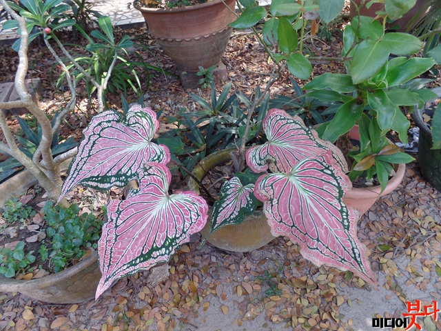㸶 ༾ Ƽ   ̸ Ĺ ĸ. ĸ  ̴..jpg