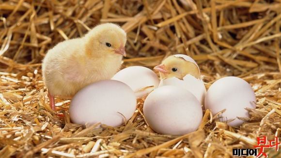 chicks-hatching-eggs-hay-fowl-chick-egg-animals.jpg