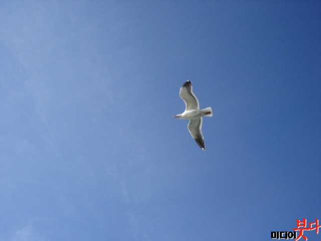 white-bird-flying.jpg