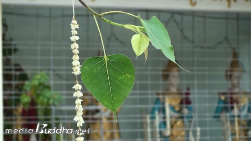 순룬명상센터의 보리수