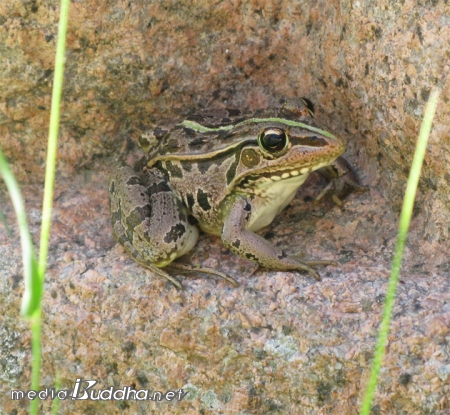 ¹é·Ã»ç ¿ø¹¦±¹»ç ¿ä¼¼½º´ÔÀÇ Å¾ºñ¸¦ ¹ÞÄ¡°í ÀÖ´Â µ¹°ÅºÏ¿¡ °³±¸¸® ÇÑ ¸¶¸®°¡ ³î·¯¿Í ½¬°í ÀÖ´Ù. Â÷°¡¿î µ¹ÀÌ ¹«¿¡ ±×¸® ÁÁÀº Áö ÀÎô¿¡µµ ¿òÁ÷ÀÌÁö ¾Ê´Â´Ù.