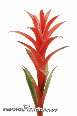 ��ȣ��_The Allurement of Flowers  - Guzmania cv. Rana_Mixed Media_ 