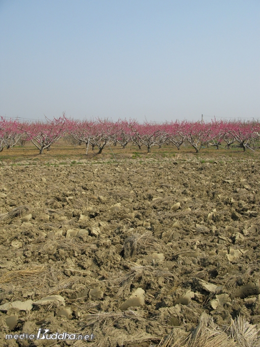 °¥¾Æ¾þÀº ³í À§·Î º¹»ç²ÉÀÌ ÇǾú°í, ±× À§·Î â°øÀÌ ÆîÃÄÁ® ÀÖ´Ù.