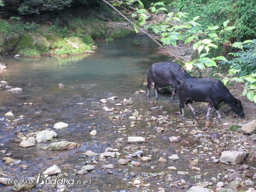 풍간교 아래 천태산에서 흘러내려오는 계곡에 마침 소 두 마리가 노닐고 있다. 